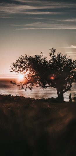 [2436x1125]树木 景色 太阳 夕阳 苹果手机壁纸图片