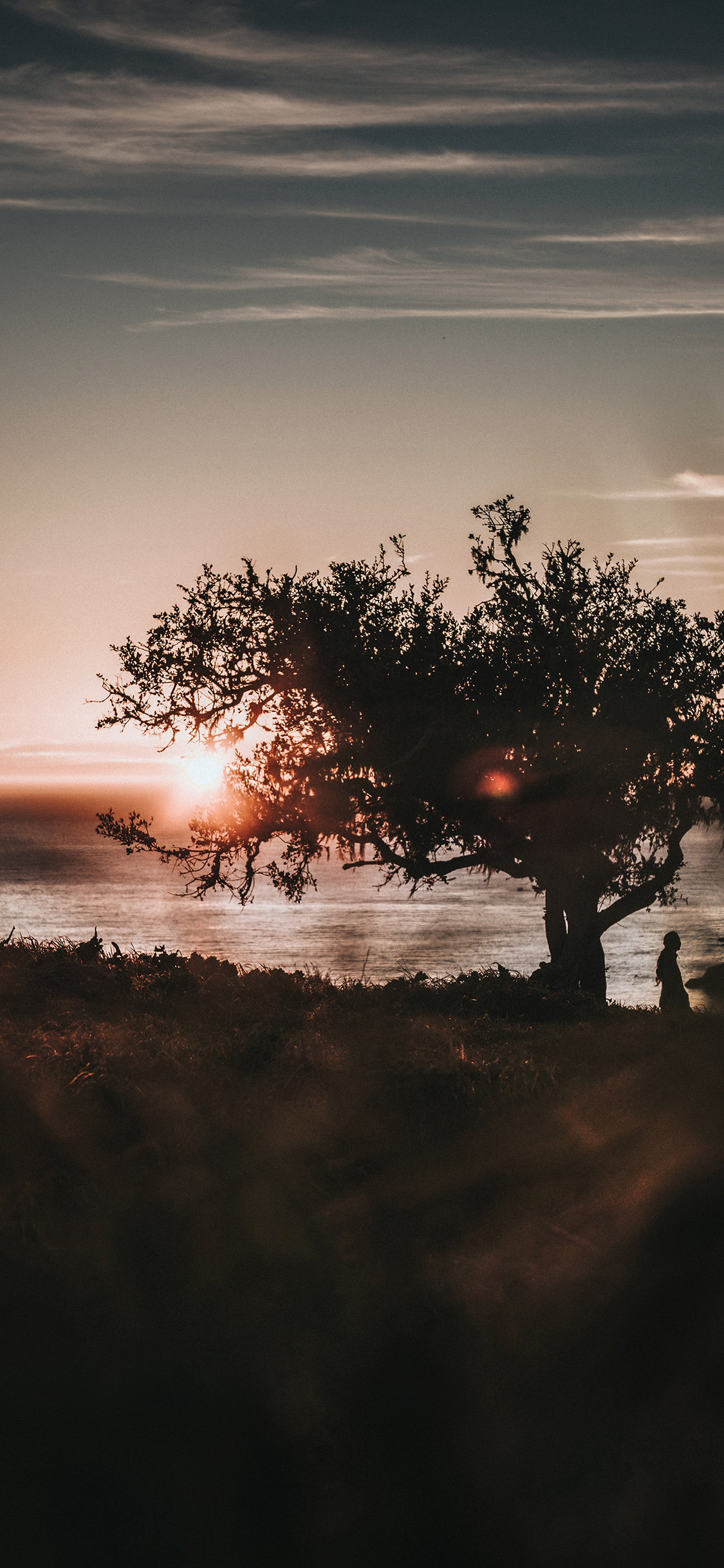 [2436×1125]树木 景色 太阳 夕阳 苹果手机壁纸图片