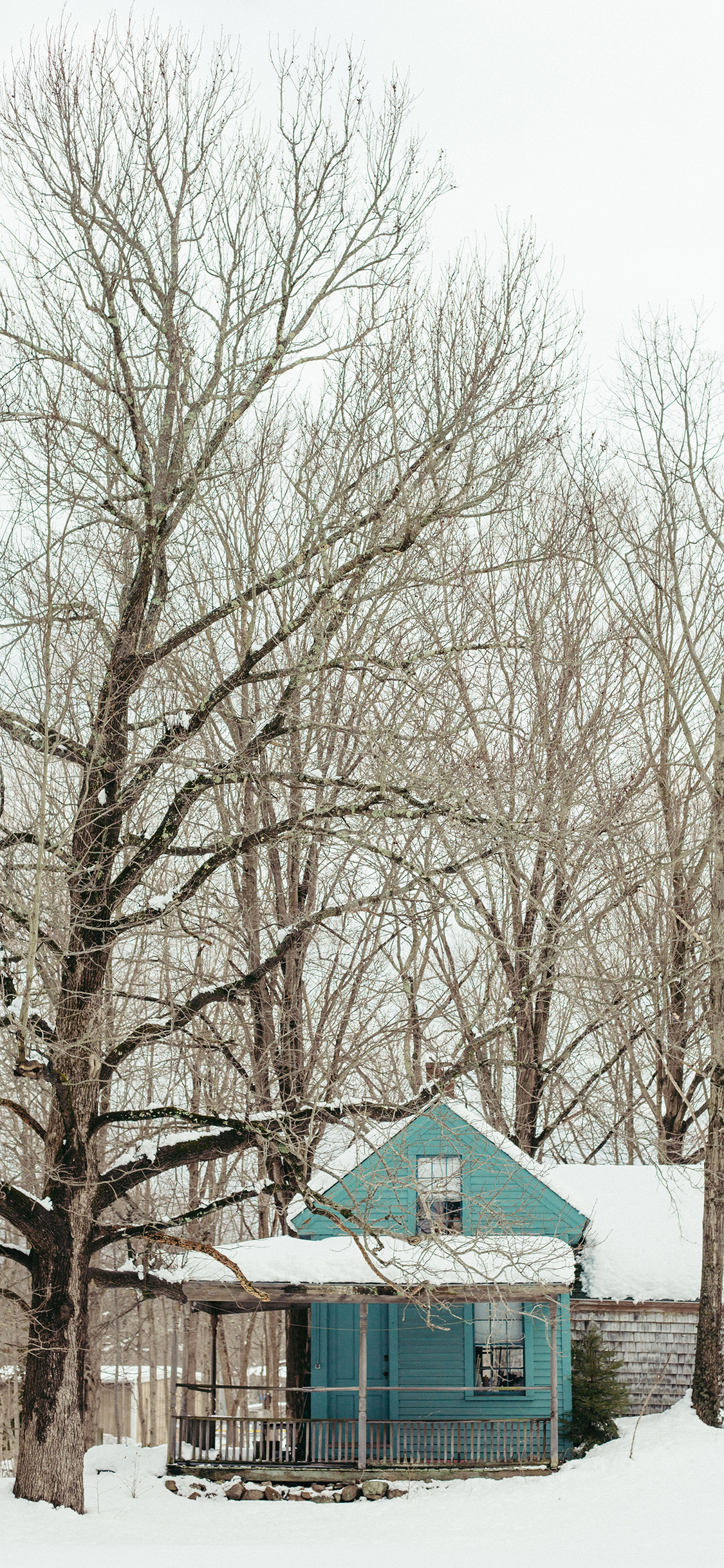 [2436×1125]树木 木屋 雪季 积雪 苹果手机壁纸图片
