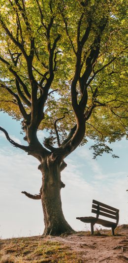 [2436x1125]树木 木椅 户外 枝叶 苹果手机壁纸图片