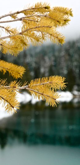 [2436x1125]树木 松针 黄色 湖泊 苹果手机壁纸图片