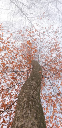 [2436x1125]树木 枝叶 枯黄 秋季 唯美