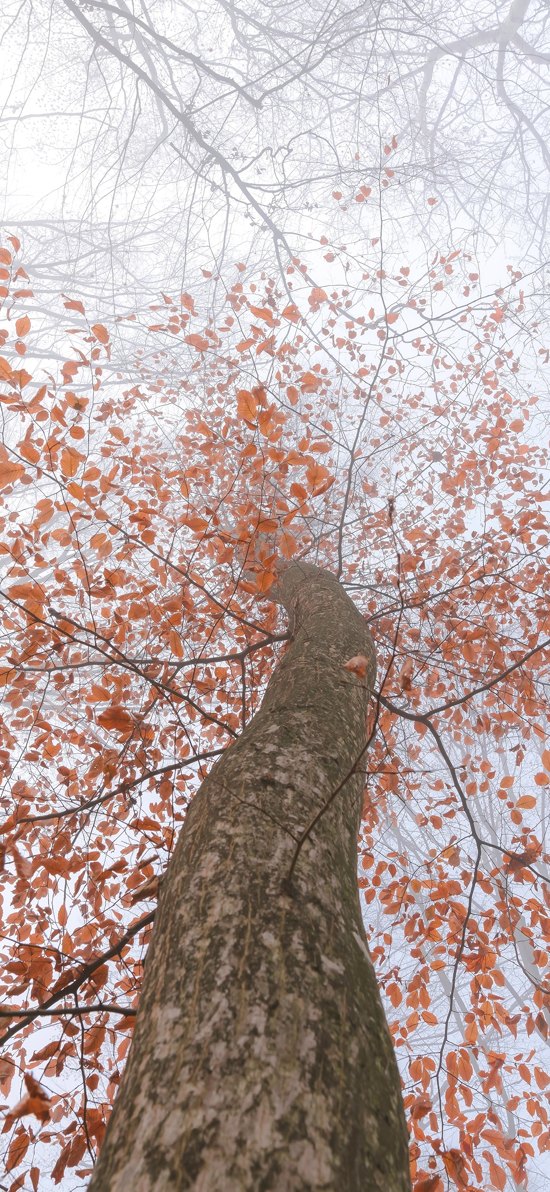 [2436×1125]树木 枝叶 枯黄 秋季 唯美