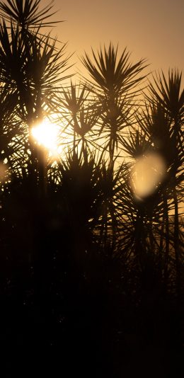 [2436x1125]树木 枝叶 阳光 夕阳 苹果手机壁纸图片
