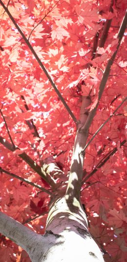 [2436x1125]树木 枫叶 树干 红叶 苹果手机壁纸图片