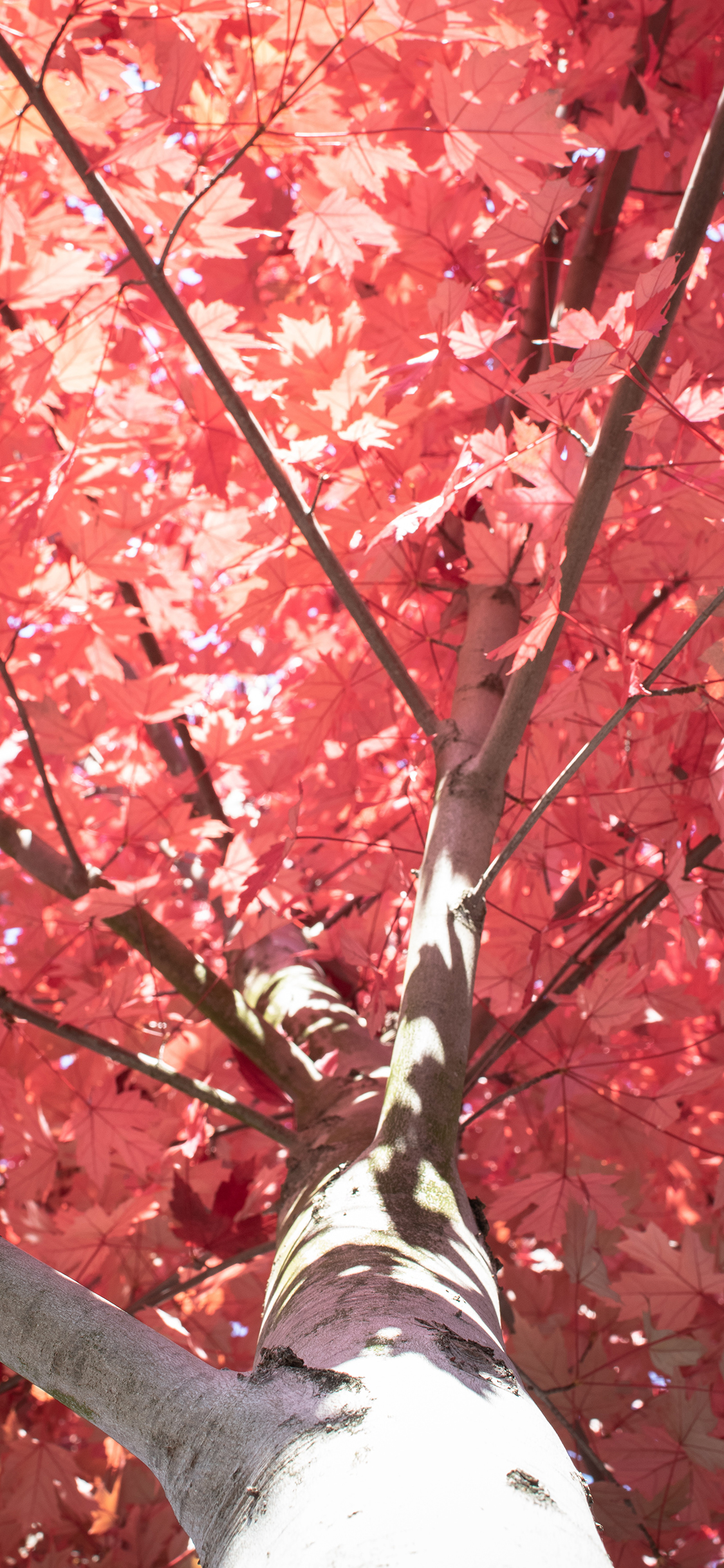 [2436×1125]树木 枫叶 树干 红叶 苹果手机壁纸图片