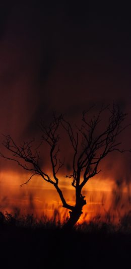 [2436x1125]树木 枯枝 夕阳 晚霞 苹果手机壁纸图片