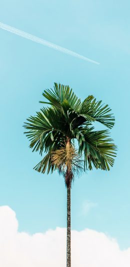 [2436x1125]树木 树冠 天空 蔚蓝 苹果手机壁纸图片