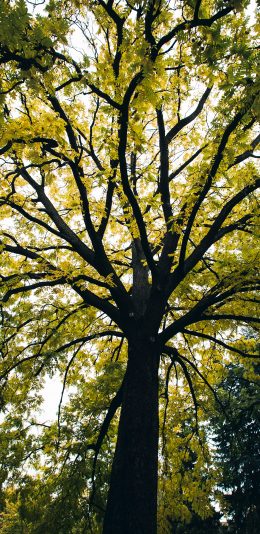 [2436x1125]树木 树冠 枝叶 郁郁葱葱 苹果手机壁纸图片