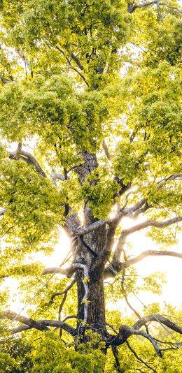 [2436x1125]树木 树干 大树 树叶 苹果手机壁纸图片