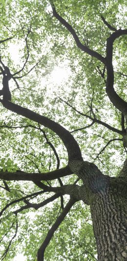 [2436x1125]树木 树干 枝叶 枝繁叶茂 苹果手机壁纸图片