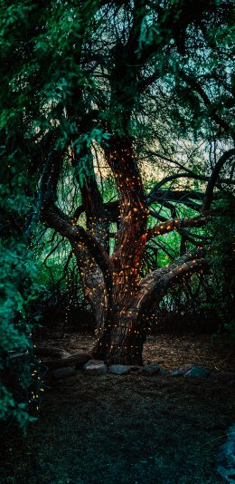 [2436x1125]树木 树林 灯光 夜晚 树干 苹果手机壁纸图片