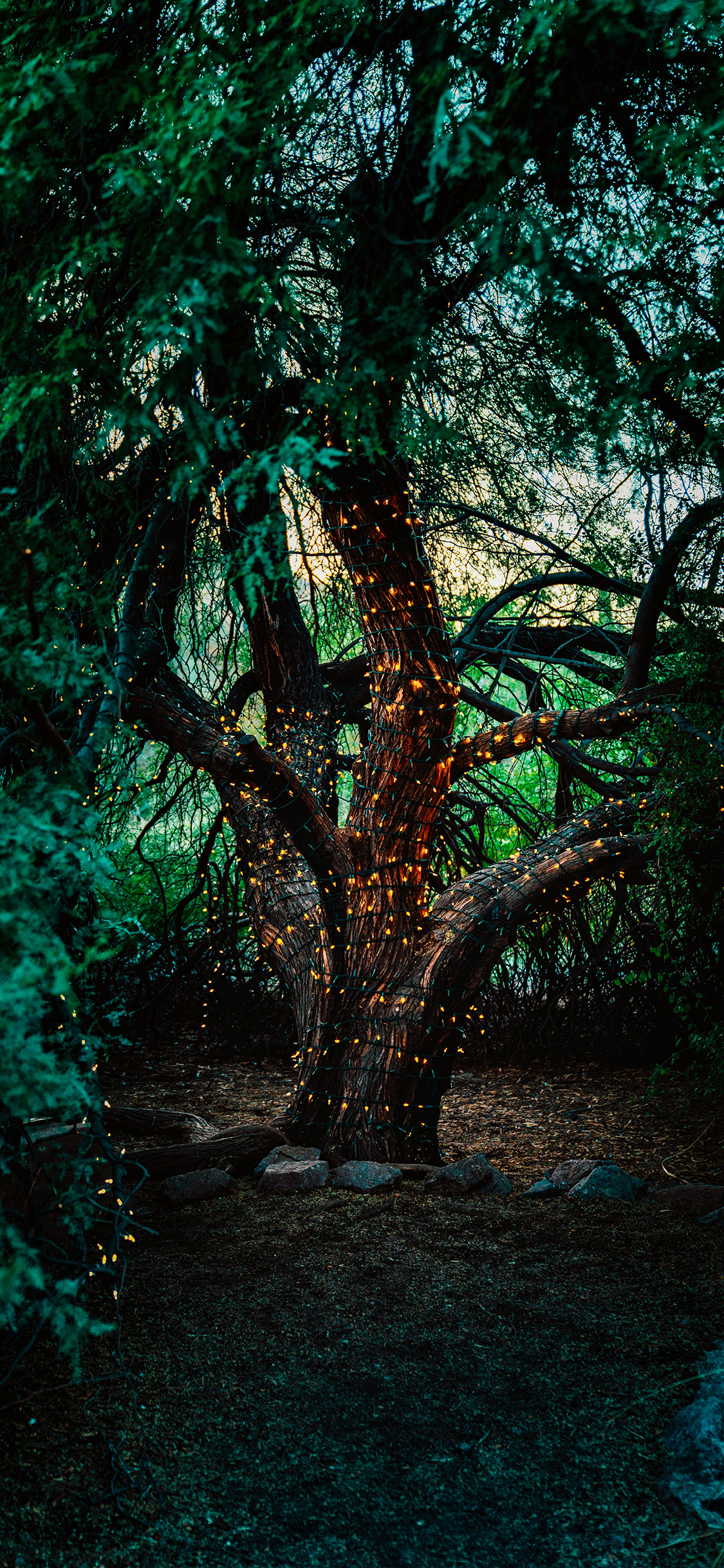 [2436×1125]树木 树林 灯光 夜晚 树干 苹果手机壁纸图片