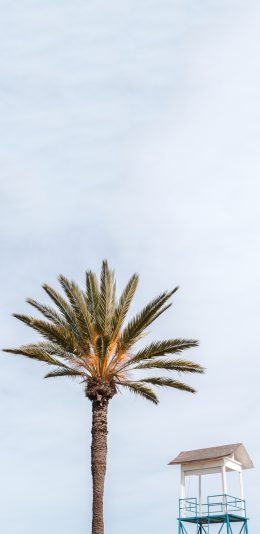 [2436x1125]树木 棕榈树 拔高 小亭子 苹果手机壁纸图片