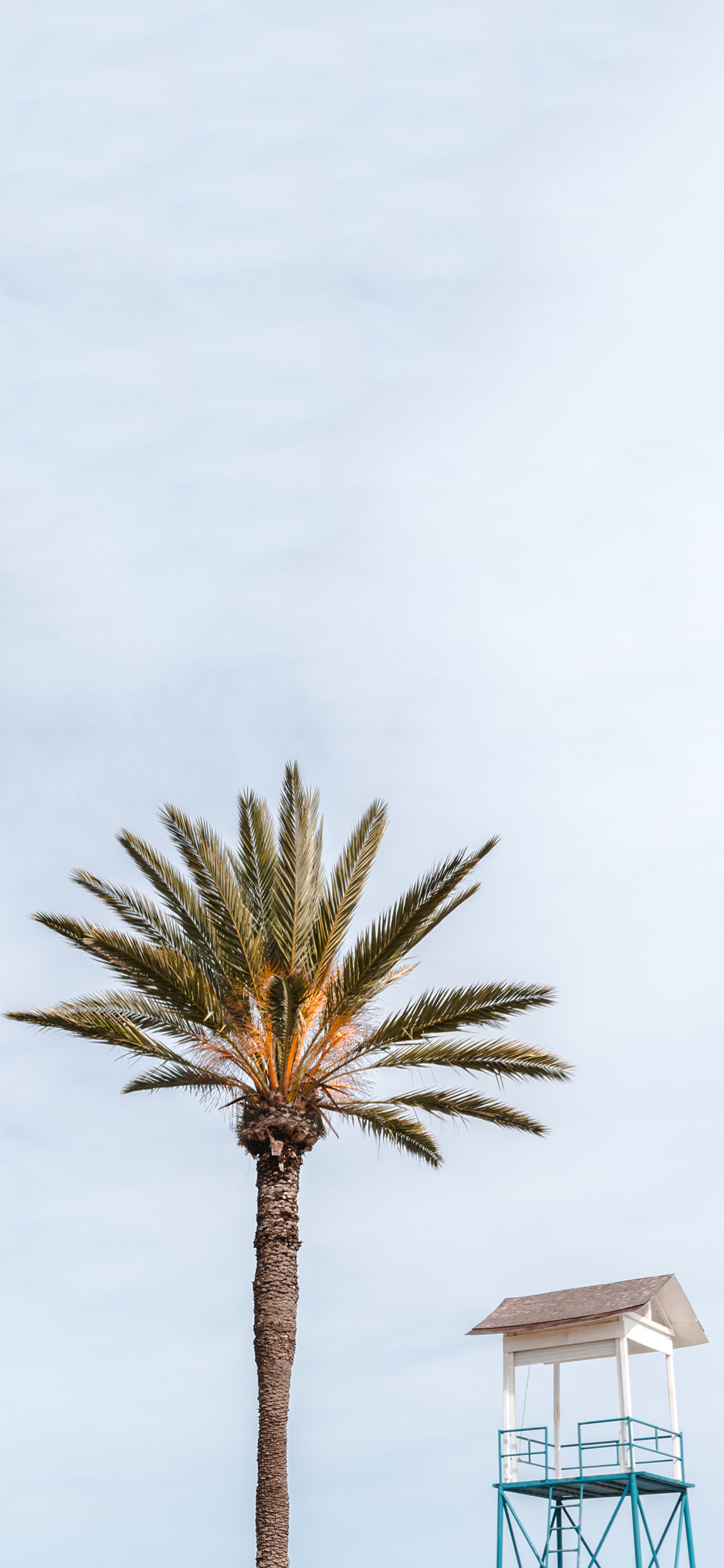 [2436×1125]树木 棕榈树 拔高 小亭子 苹果手机壁纸图片