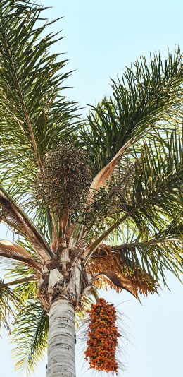 [2436x1125]树木 椰树 挂果 天空 苹果手机壁纸图片