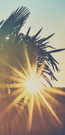 [2436x1125]树木 椰树 阳光 灿烂 苹果手机壁纸图片