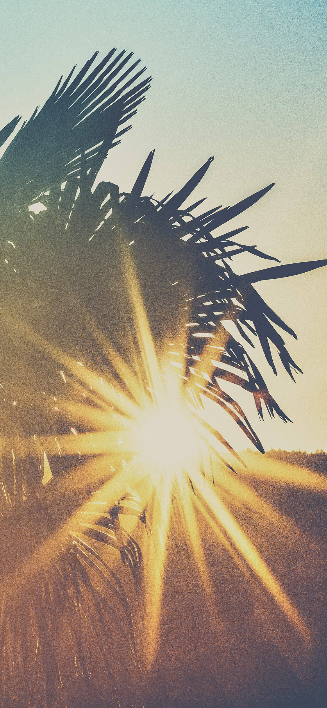 [2436×1125]树木 椰树 阳光 灿烂 苹果手机壁纸图片