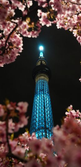 [2436x1125]树木 樱花 建筑 高塔 灯光 苹果手机壁纸图片
