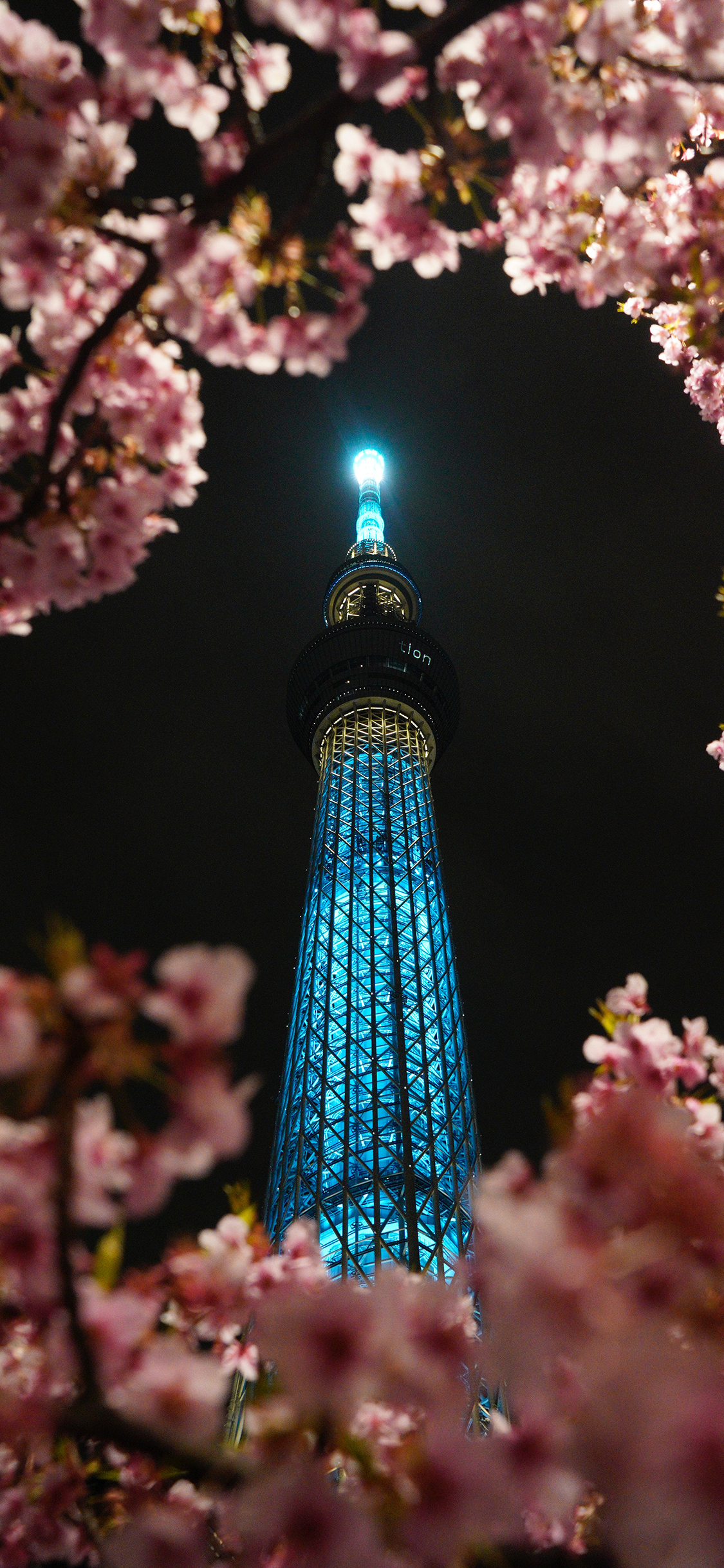 [2436×1125]树木 樱花 建筑 高塔 灯光 苹果手机壁纸图片