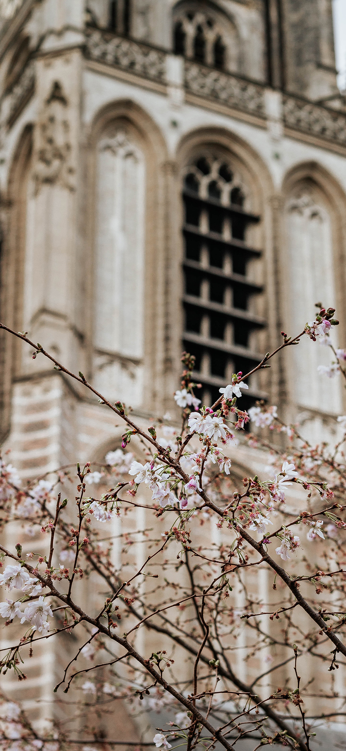 [2436×1125]树木 樱花 粉色 建筑 苹果手机壁纸图片