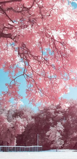 [2436x1125]树木 粉色 唯美 浪漫 苹果手机壁纸图片