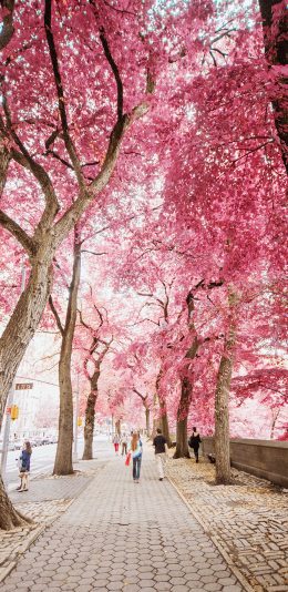 [2436x1125]树木 红叶 街道 粉红 苹果手机壁纸图片