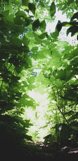 [2436x1125]树木 茂密 郁郁葱葱 小道 苹果手机壁纸图片