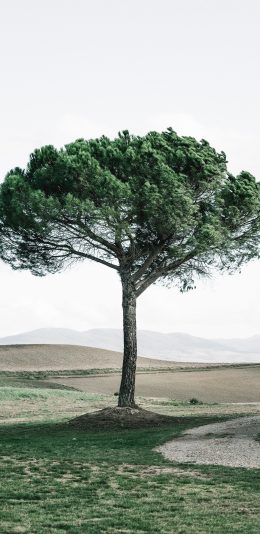 [2436x1125]树木 草地 绿植 茂密 苹果手机壁纸图片
