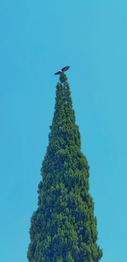 [2436x1125]树木 蓝天 飞鸟 树冠 树顶 苹果手机壁纸图片