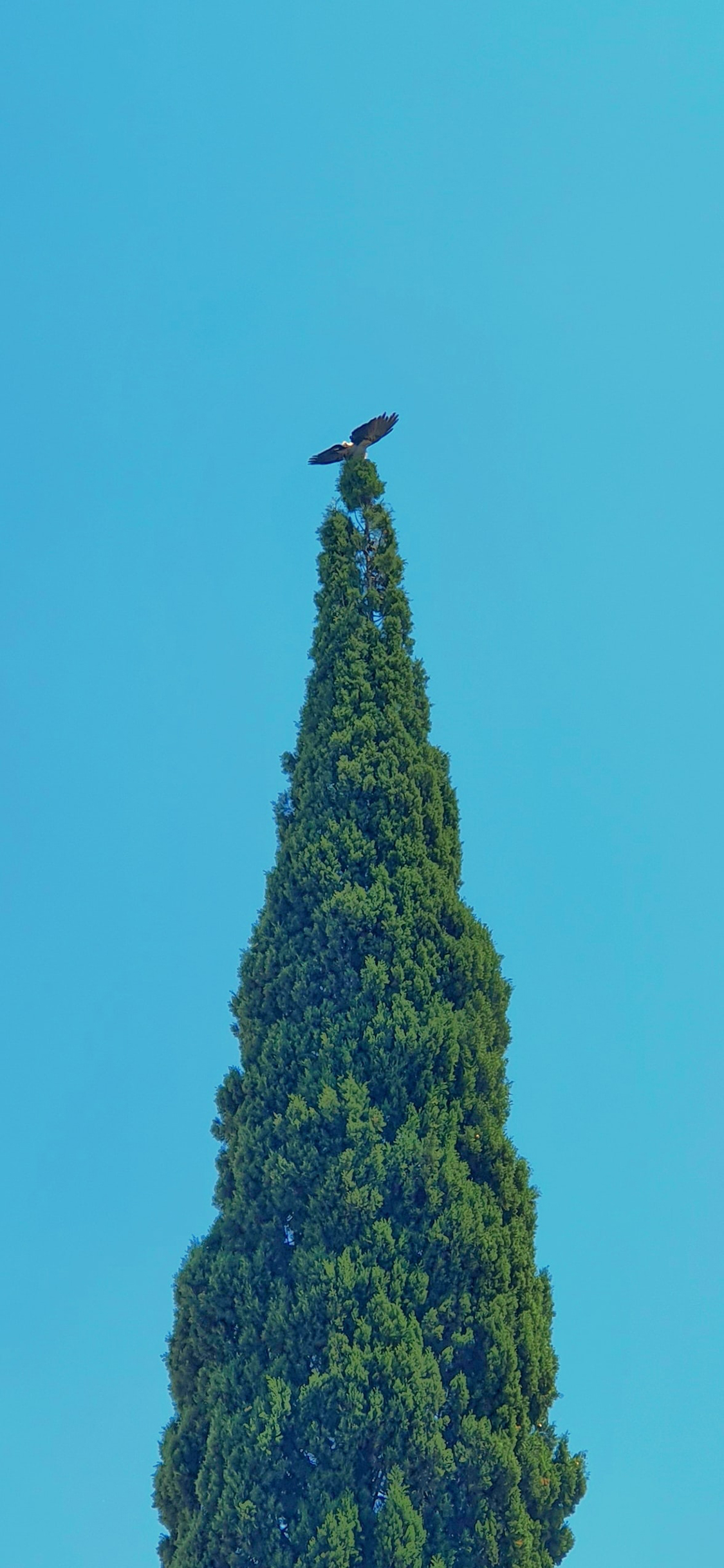 [2436×1125]树木 蓝天 飞鸟 树冠 树顶 苹果手机壁纸图片
