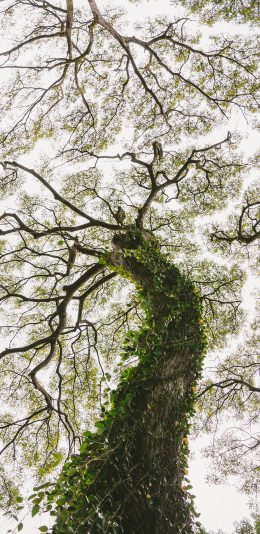 [2436x1125]树木 藤蔓 树枝 枝密 苹果手机壁纸图片
