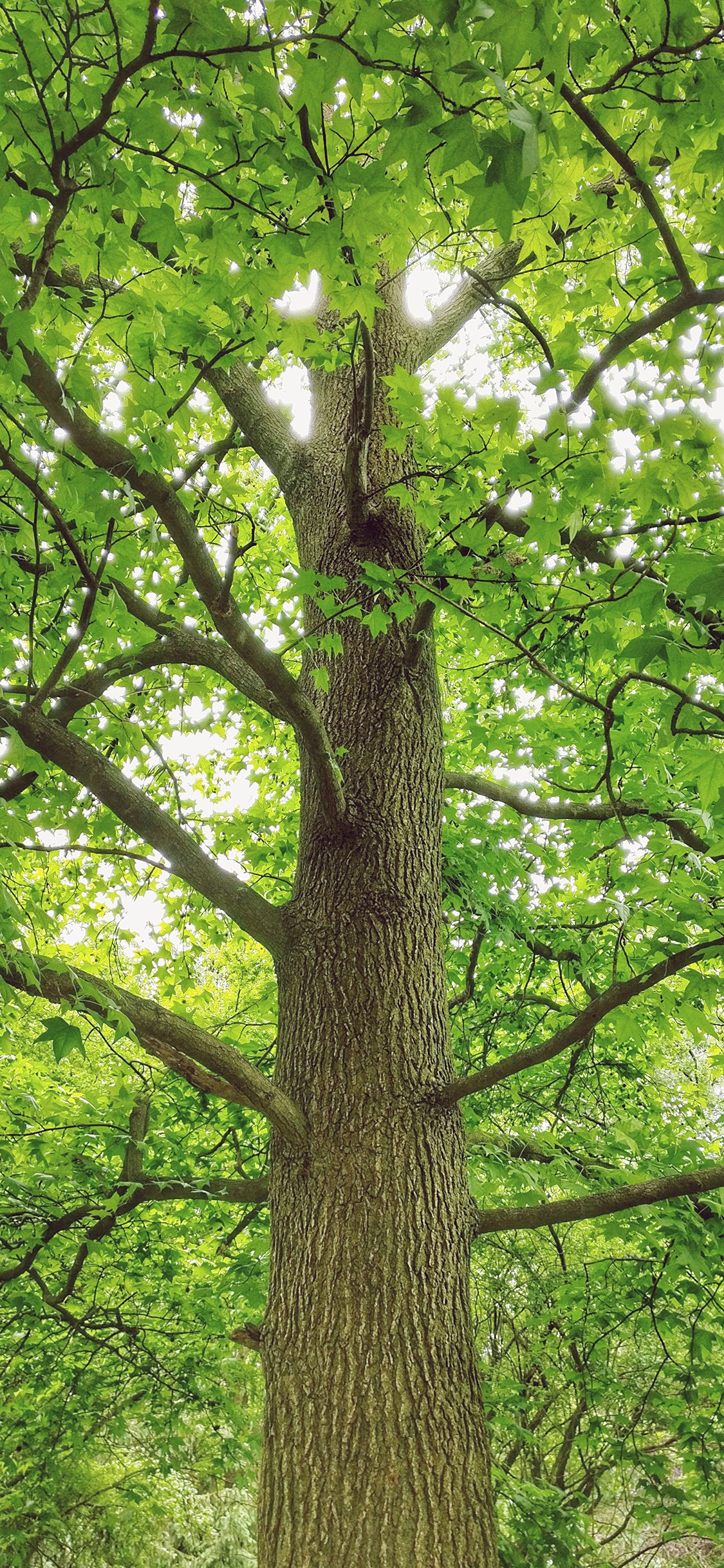 [2436×1125]树木 郁郁葱葱 树干 枝繁叶茂 苹果手机壁纸图片