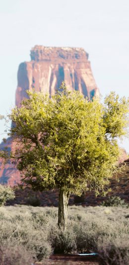 [2436x1125]树木 野外 草丛  绿植 苹果手机壁纸图片
