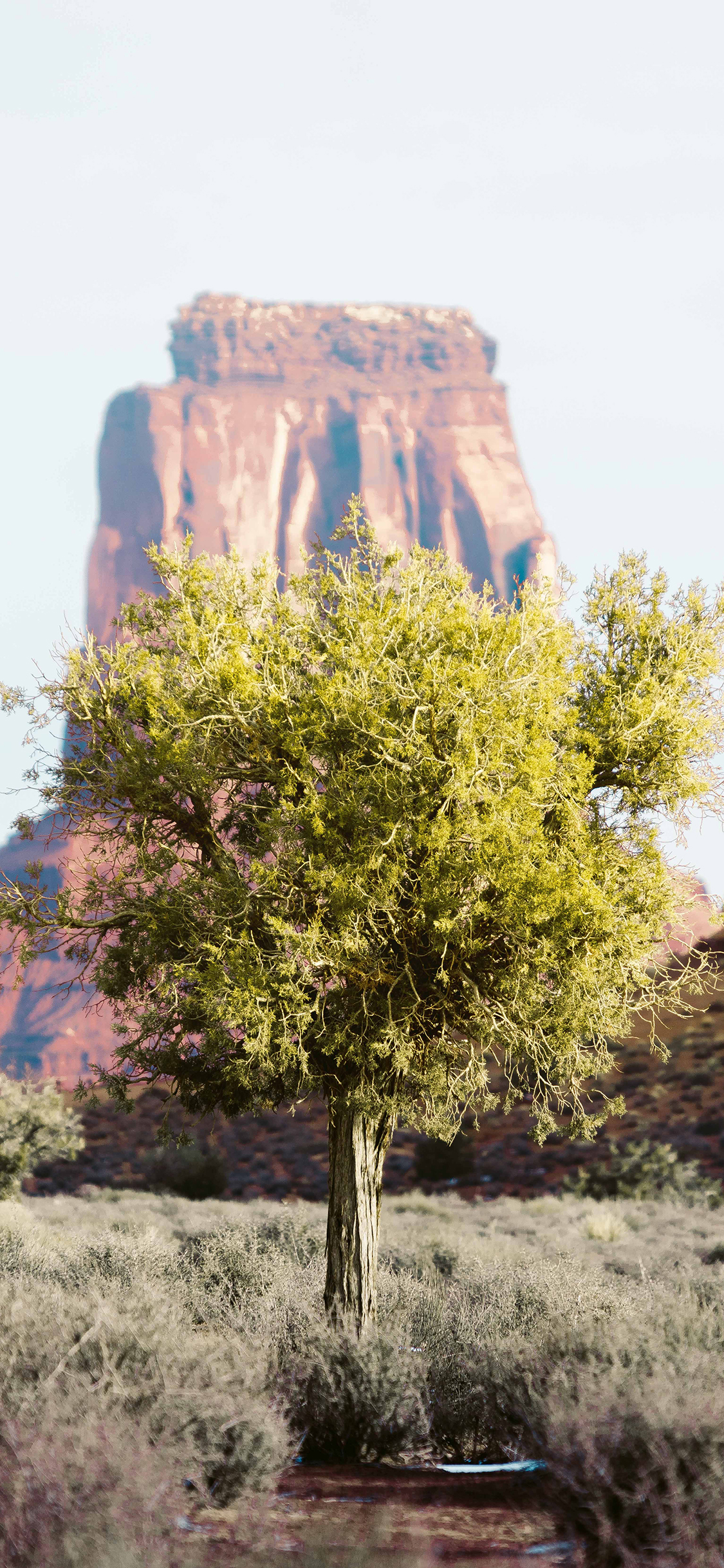[2436×1125]树木 野外 草丛  绿植 苹果手机壁纸图片