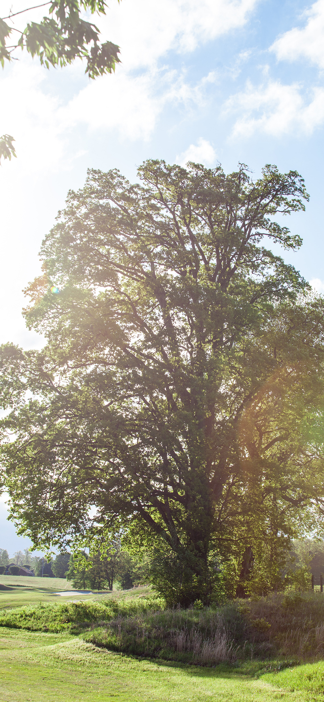 [2436×1125]树木 野外 草地 自然 苹果手机壁纸图片