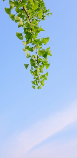 [2436x1125]树木 银杏 树叶 天空 苹果手机壁纸图片