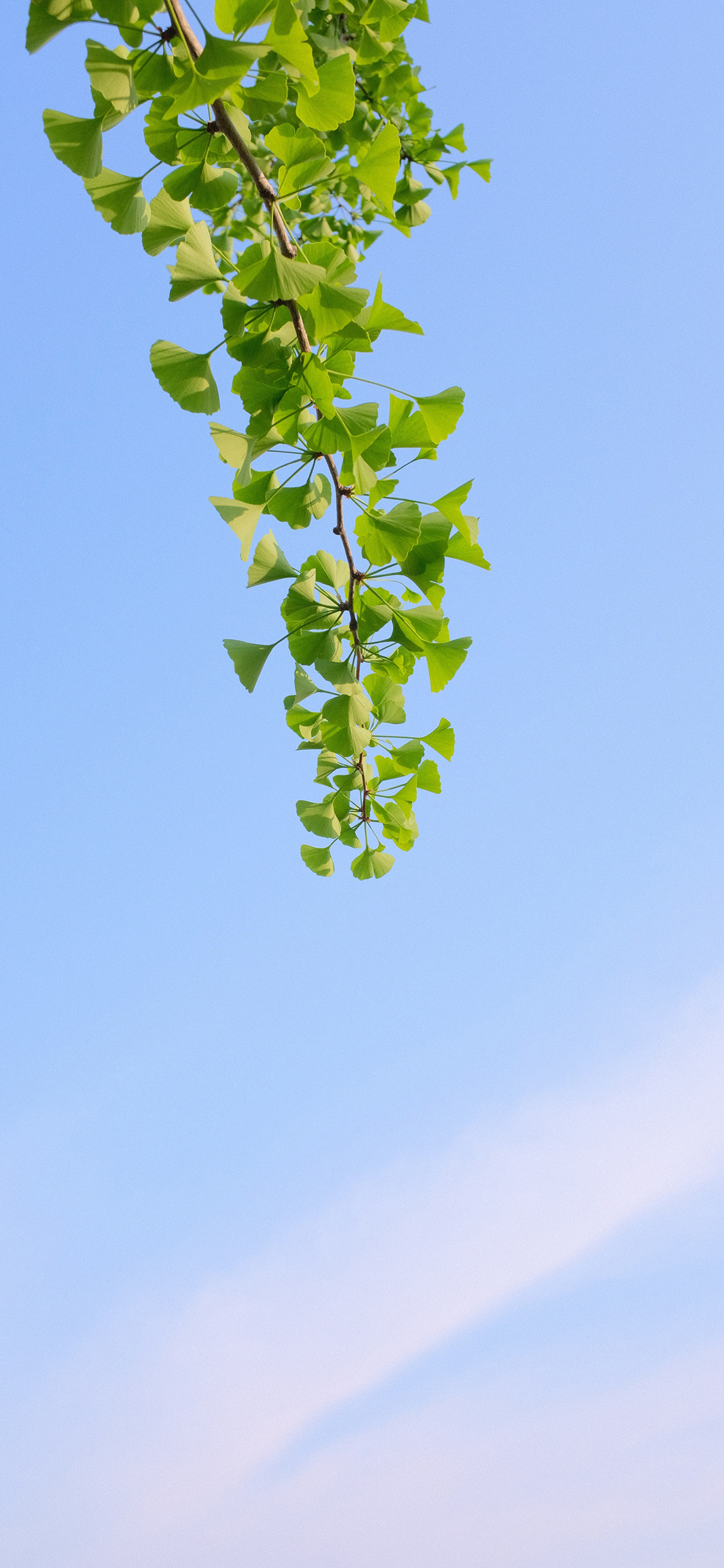 [2436×1125]树木 银杏 树叶 天空 苹果手机壁纸图片