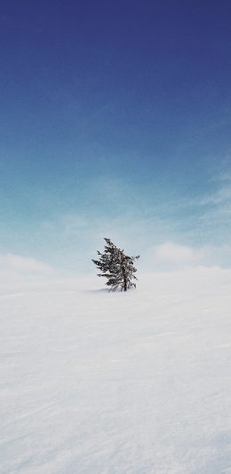 [2436x1125]树木 雪地 荒芜 天空 蔚蓝 苹果手机壁纸图片
