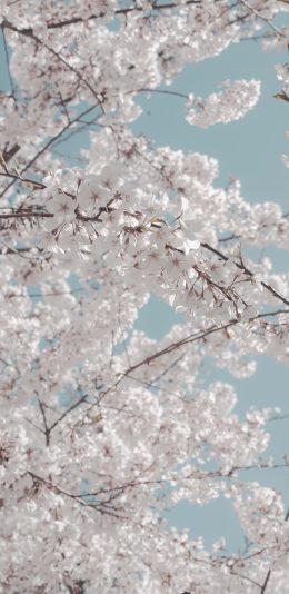 [2436x1125]树木 鲜花 白色 唯美 浪漫 苹果手机壁纸图片