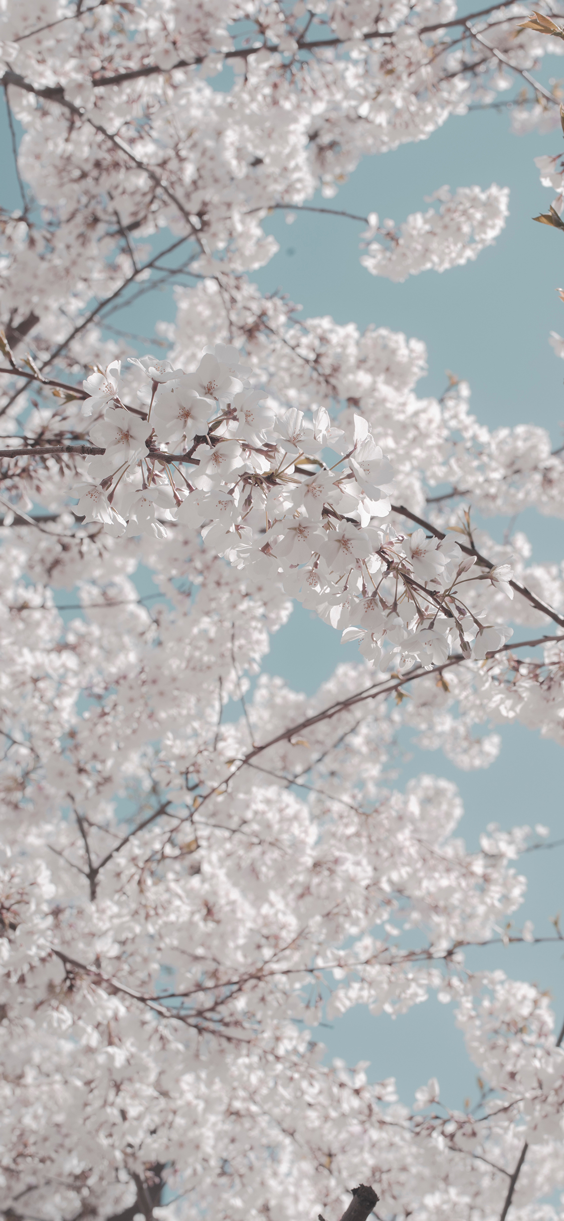 [2436×1125]树木 鲜花 白色 唯美 浪漫 苹果手机壁纸图片