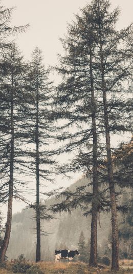 [2436x1125]树林 奶牛 牛 放牧 牲畜