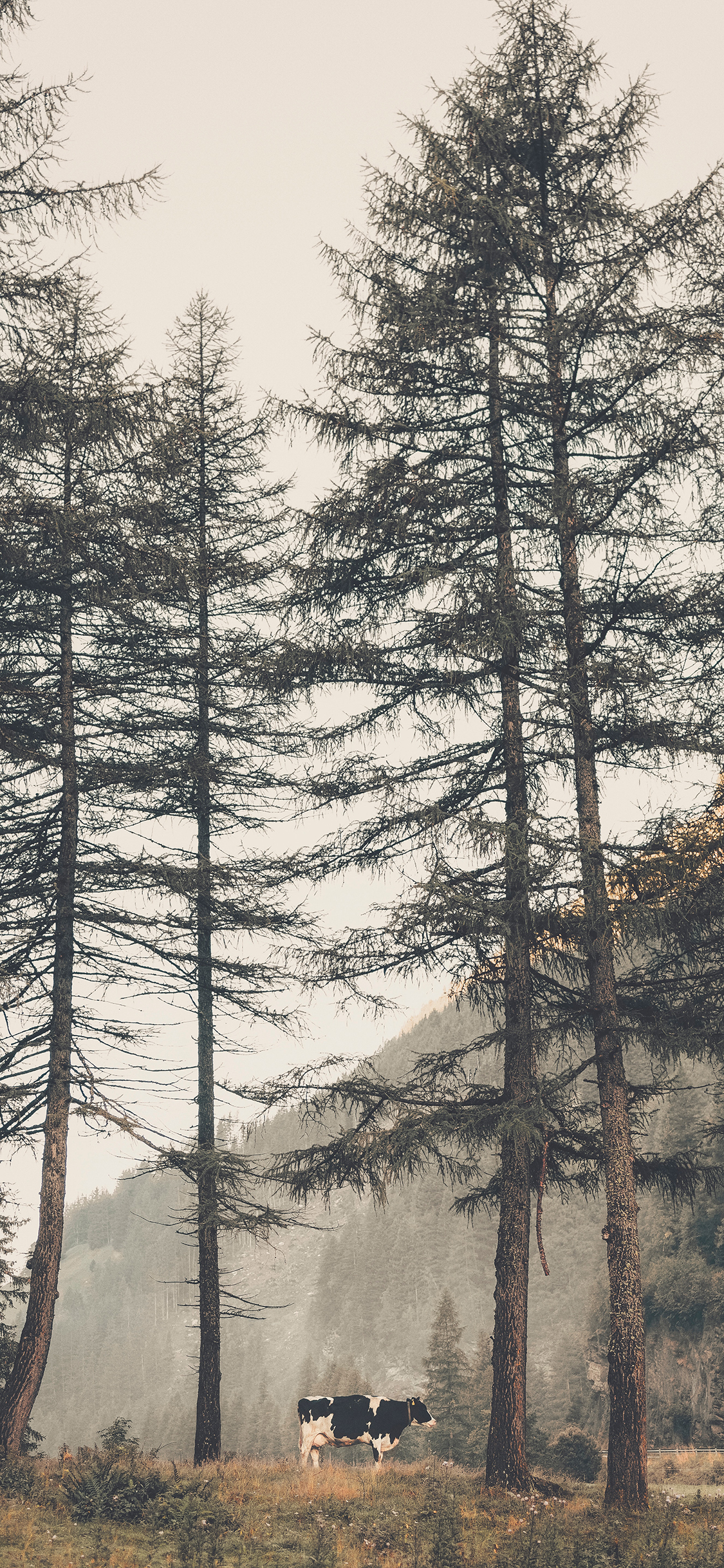 [2436×1125]树林 奶牛 牛 放牧 牲畜