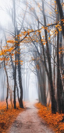 [2436x1125]树林 小路 枫叶 落叶 苹果手机壁纸图片