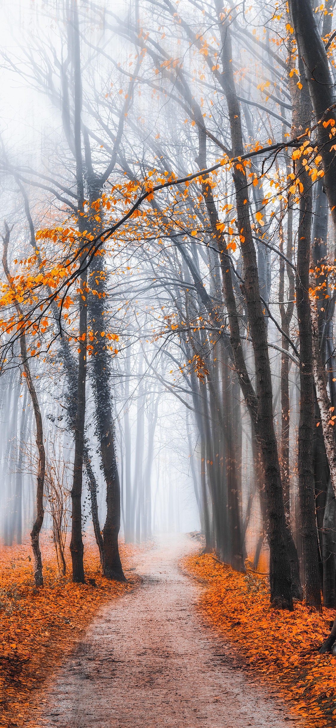 [2436×1125]树林 小路 枫叶 落叶 苹果手机壁纸图片