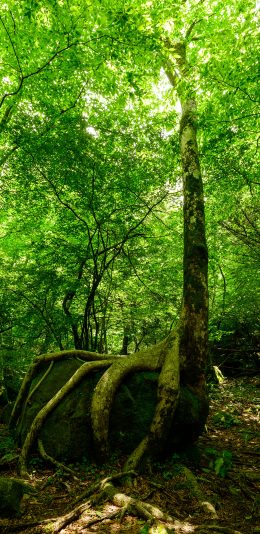 [2436x1125]树林 岩石 树木 绿化 苹果手机壁纸图片