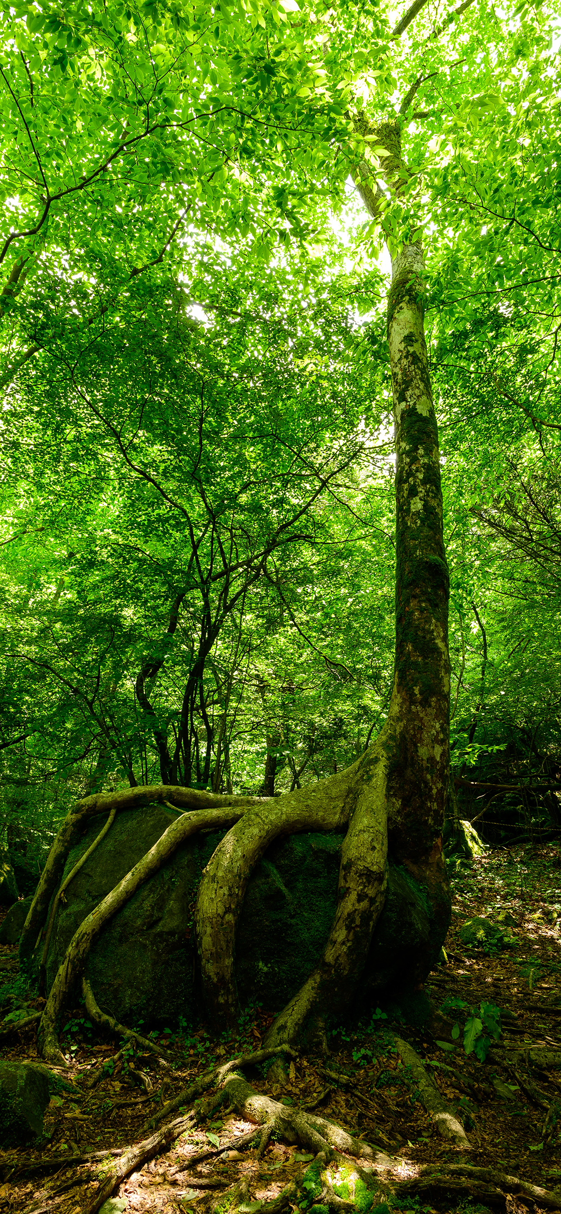 [2436×1125]树林 岩石 树木 绿化 苹果手机壁纸图片