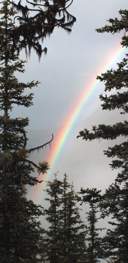 [2436x1125]树林 彩虹 雨后 树木 苹果手机壁纸图片