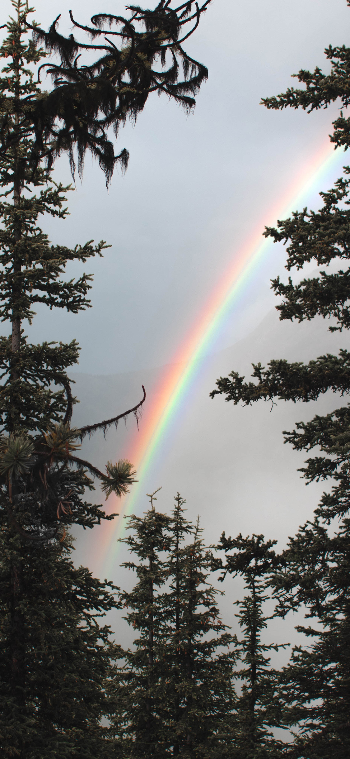 [2436×1125]树林 彩虹 雨后 树木 苹果手机壁纸图片