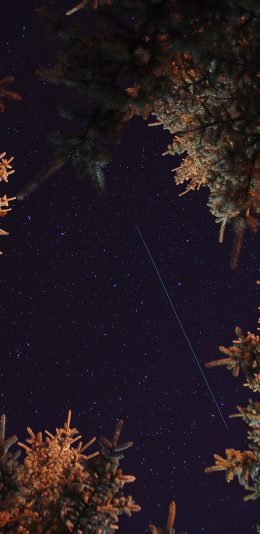 [2436x1125]树林 星空 璀璨 枝叶 苹果手机壁纸图片